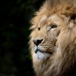 How To Pick An Animal Pendant That Represents Your Personality Or Spirit Animal - Gthic.com