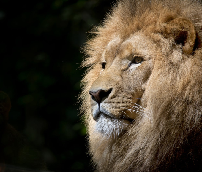 How To Pick An Animal Pendant That Represents Your Personality Or Spirit Animal - Gthic.com