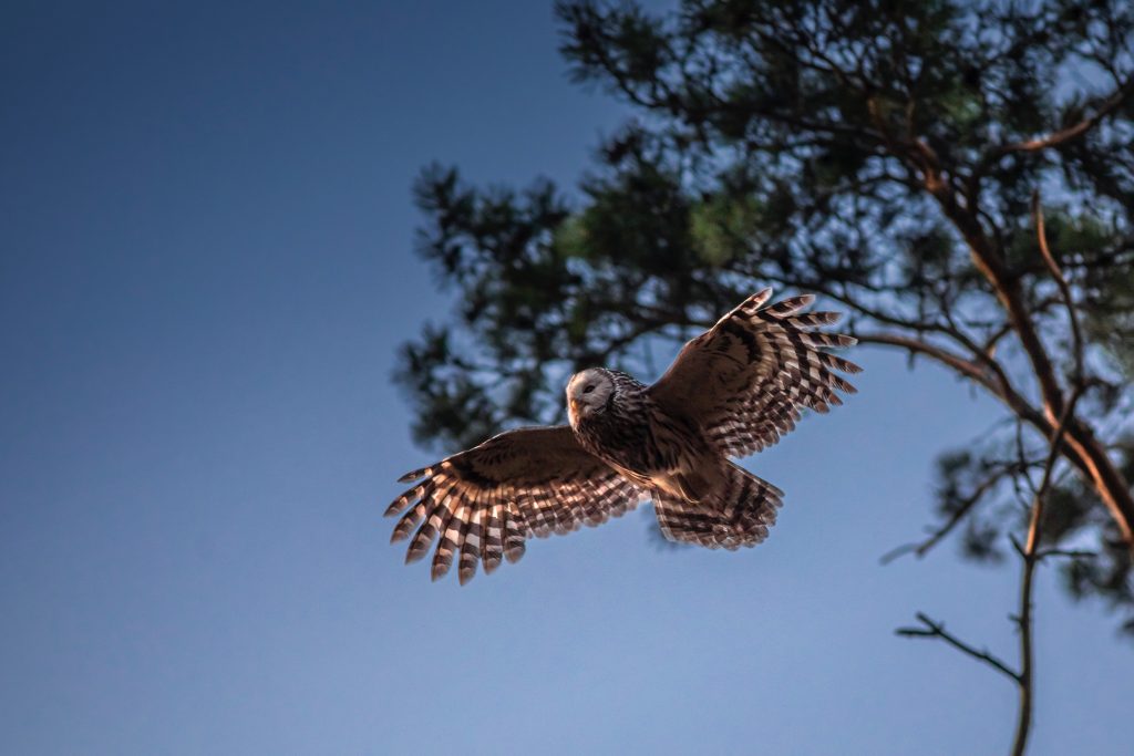 flying owl