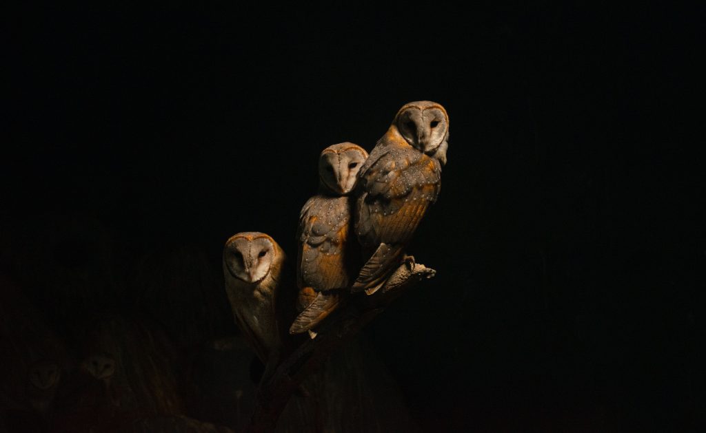 three owls